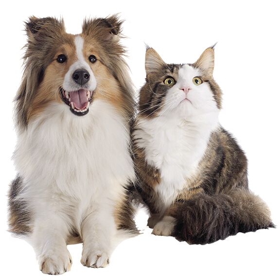 shetland dog and maine coon cat